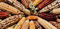 Генномодифицированная кукуруза — вне закона